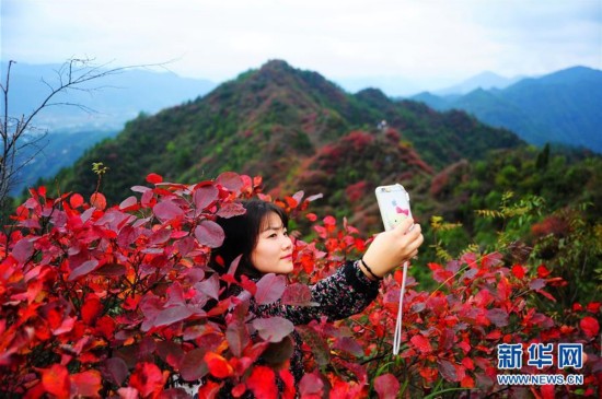 红叶遍野秋景美（组图）(图2)