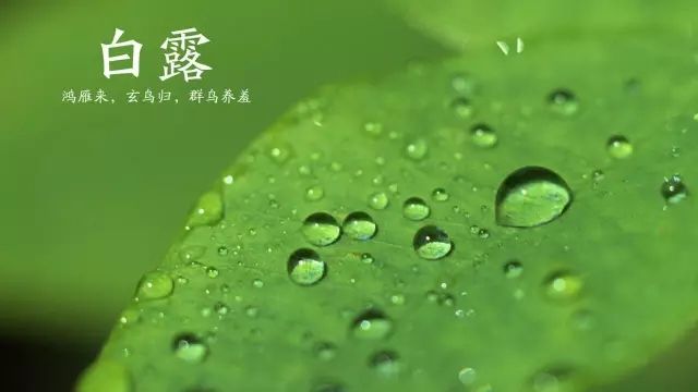 白露：秋夜长，殊未央，月明白露澄清光(图1)