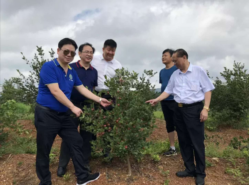 广西第一湾股份受邀考察中国十大山茶油产业基地，项目有望引入广西东兰(图2)