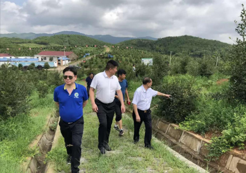 广西第一湾股份受邀考察中国十大山茶油产业基地，项目有望引入广西东兰(图1)