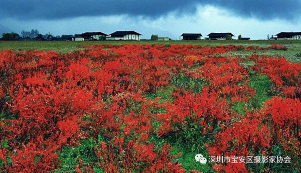 “鹏城赋彩·奋楫扬帆”《深圳宝安摄影12相》第五集主题摄影艺术展参展艺术家(图4)