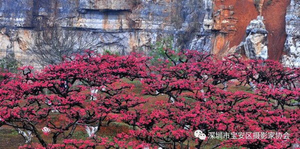 “鹏城赋彩·奋楫扬帆”《深圳宝安摄影12相》第五集主题摄影艺术展参展艺术家(图37)