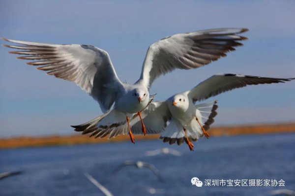 “鹏城赋彩·奋楫扬帆”《深圳宝安摄影12相》第五集主题摄影艺术展参展艺术家(图50)