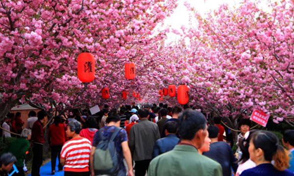 樱花将成为城市精神的高地(图3)