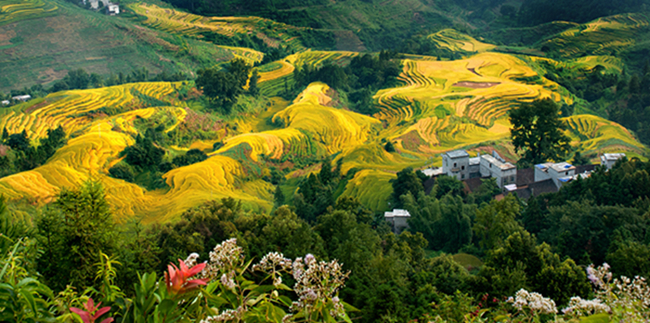 巴马国际旅游区东兰在中山举办春节联欢晚会(图9)