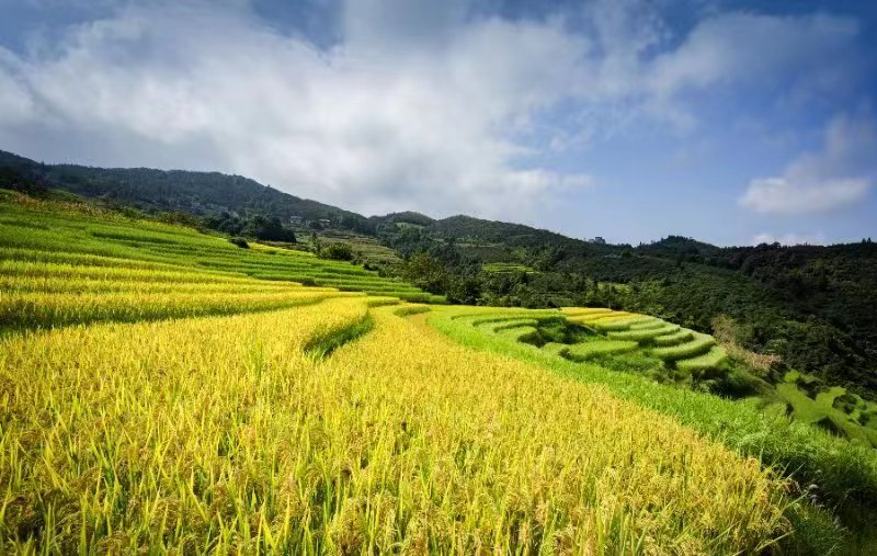 巴马国际旅游度假区首个氧吧山项目在广东举行投资签约(图11)