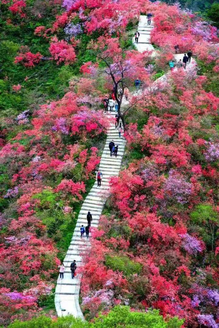 广西第一湾总裁吴荣华在岳西调研文旅产业(图3)