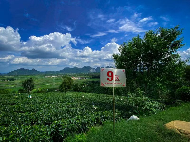 广东英德市一个“悬空”超级大茶壶年引游客30万人次(图6)