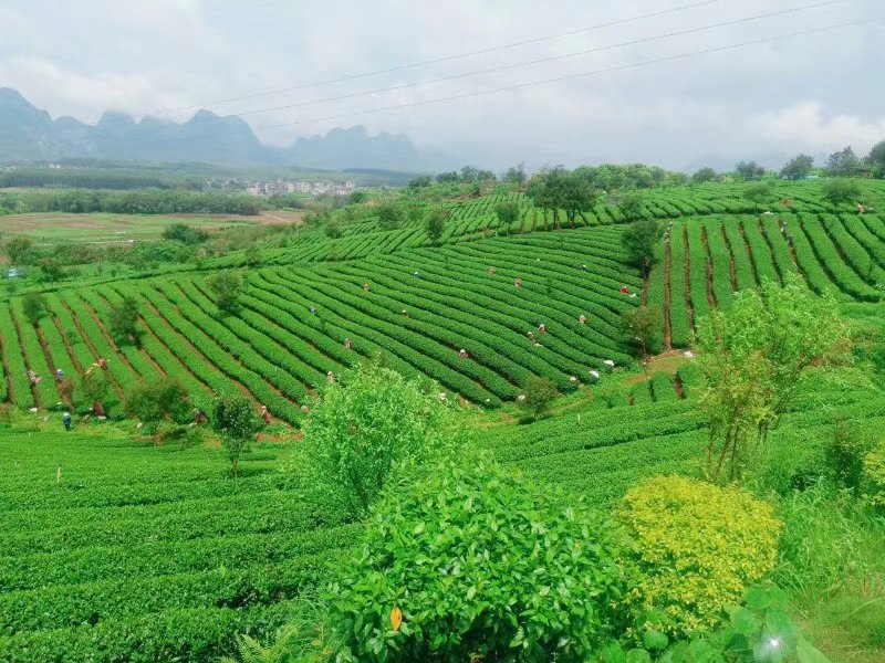 广东英德市一个“悬空”超级大茶壶年引游客30万人次(图9)