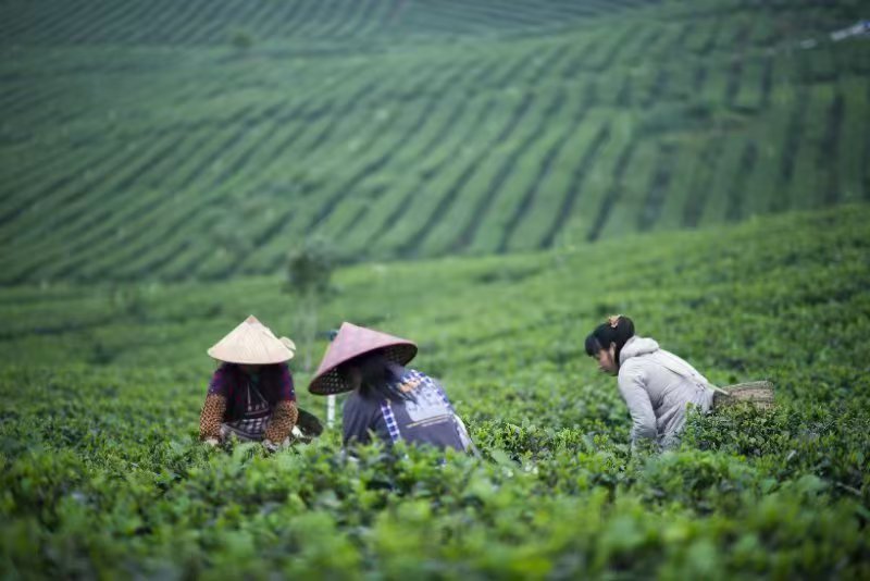 “九九重阳，茶香绵长——探访英德红茶世家，共话‘英州红’茶趣园传奇”(图2)