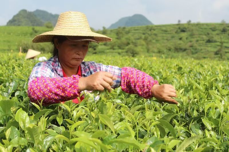 “九九重阳，茶香绵长——探访英德红茶世家，共话‘英州红’茶趣园传奇”(图7)