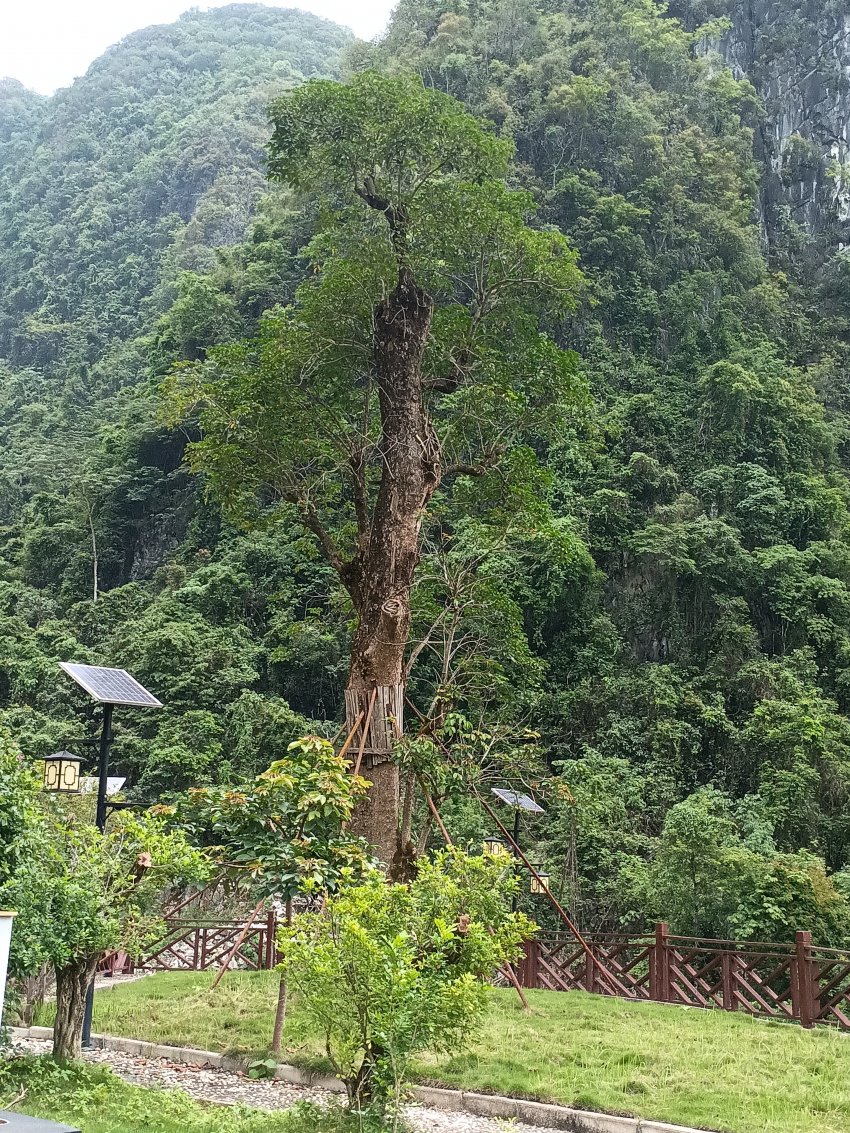 广西东兰长乐宫景区 千年秋枫许愿树 近日引来众多游客