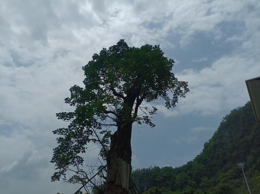 广西东兰长乐宫景区 千年秋枫许愿树 近日引来众多游客(图4)
