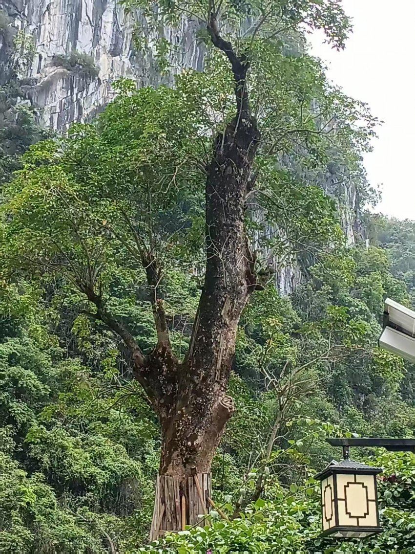 广西东兰长乐宫景区 千年秋枫许愿树 近日引来众多游客(图3)