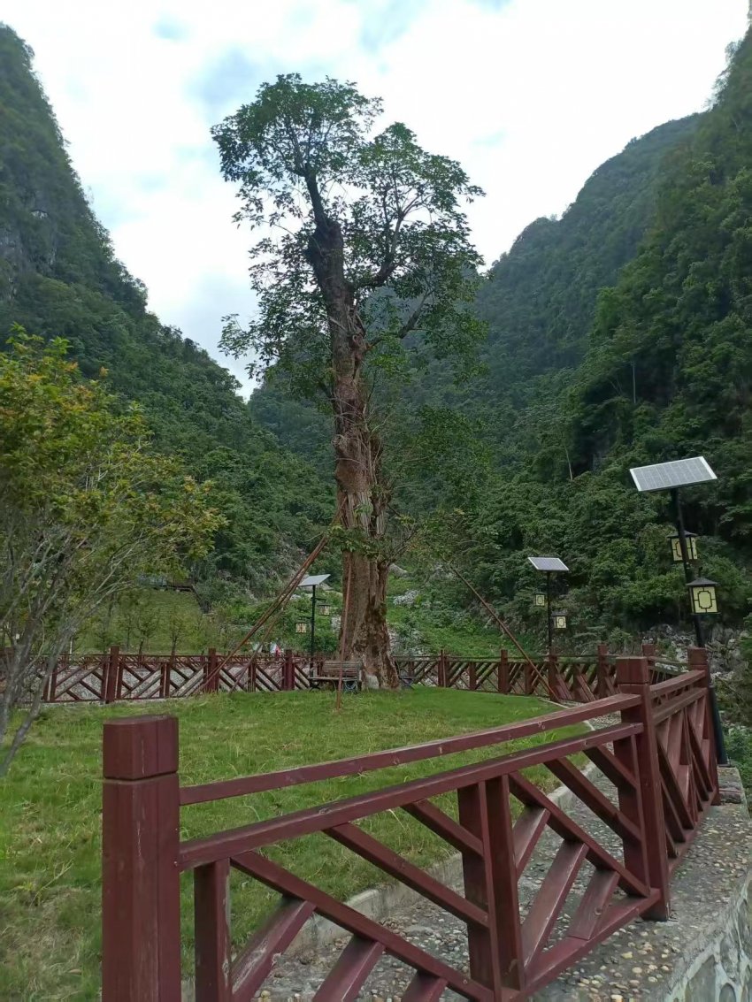 广西东兰长乐宫景区 千年秋枫许愿树 近日引来众多游客(图5)