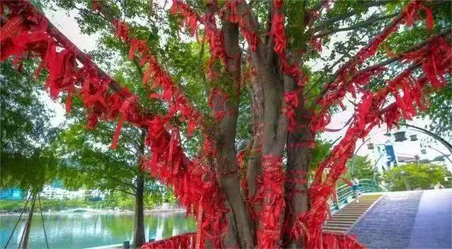 广西东兰长乐宫景区 千年秋枫许愿树 近日引来众多游客(图17)