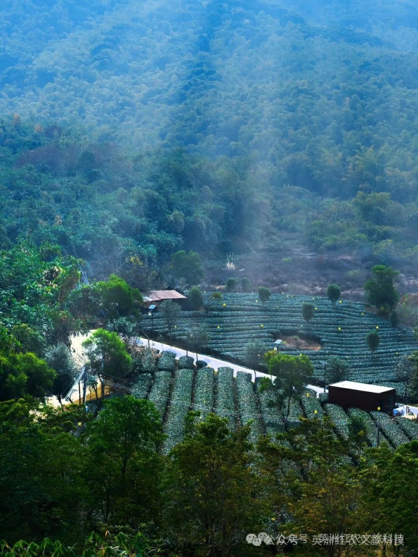 逐梦高考路，英德茶趣园为名校学子加油喝彩(图4)