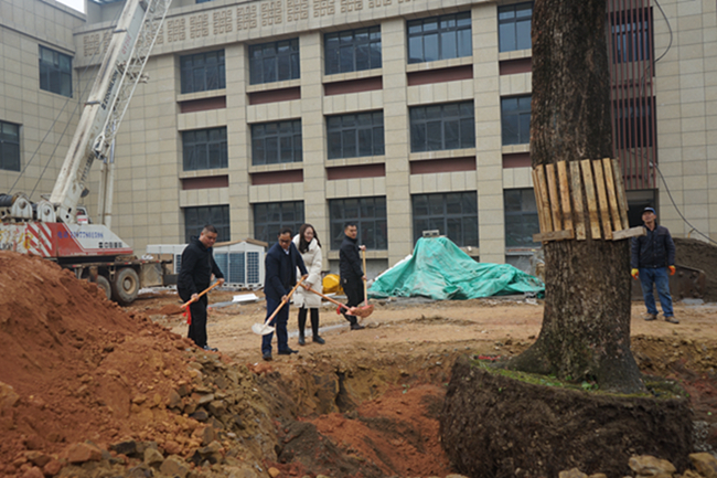 广西第一湾股份古树捐赠广西拔群干部学院(图1)